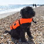 TOTLAND DOG BUOYANCY AID