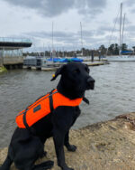 TOTLAND DOG BUOYANCY AID - obrazek 4