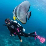 Szkła optyczne do ZOOM - obrazek 4